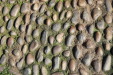 Thumbnail Pebbles.JPG 