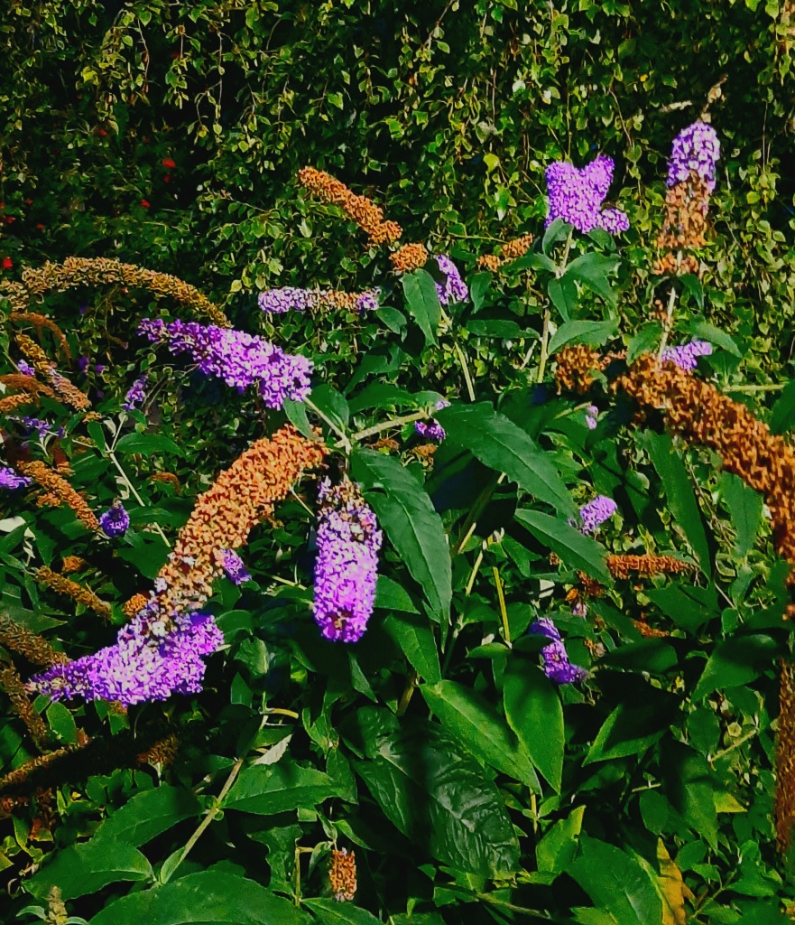 Scaled image 20230823_204344.jpg 